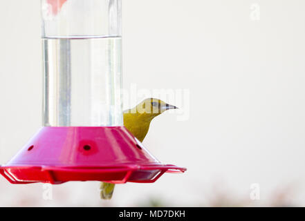 Kapuze Oriole Weibchen am Kolibri Feeder Stockfoto