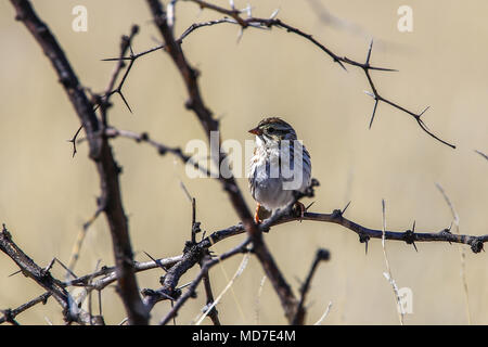 Gorrion. . Cuenca del Rio San Pedro, Naturalia Stockfoto