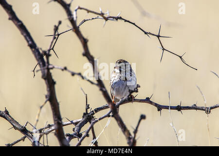 Gorrion. . Cuenca del Rio San Pedro, Naturalia Stockfoto