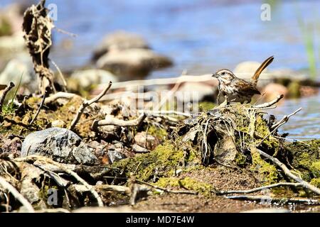 Gorrion. . Cuenca del Rio San Pedro, Naturalia Stockfoto