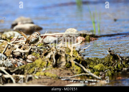 Gorrion. . Cuenca del Rio San Pedro, Naturalia Stockfoto