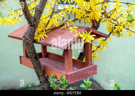 Vogelfuttergarten, Forsythia-Zweige, blühender Sträucher im Frühjahr Stockfoto