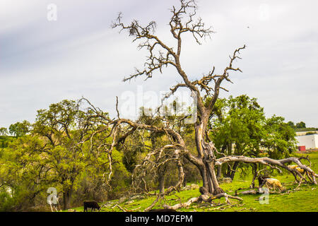Alten toten Baum auf Hügel mit Rindern Stockfoto