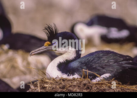 Blue eyed Kormoran, Nest, Falkland Inseln. Stockfoto