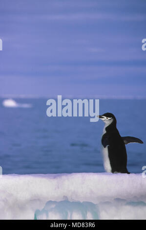 Zügelpinguin, Elephant Island, Antarktische Halbinsel. Schmelzende Gletscher und Eis machen es schwieriger für Pinguine zu jagen und zu essen finden. Stockfoto