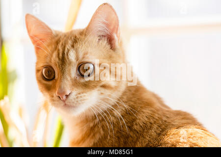 Kopf geschossen eines Ginger tabby cat Stockfoto