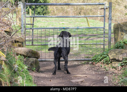 Ein schwarzer Labrador Retriever steht an einem Tor warten auf Sie geöffnet werden. Stockfoto