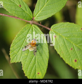 Ein Baum Hummel (Bombus hypnorumon) auf einem Black Leaf. Das Blatt ist, die Anzeichen von Rost Pilz. Stockfoto