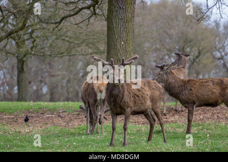 Red Deer (Cervus Elaphus) stehen und Alert im Richmond Park, SW London. Stockfoto