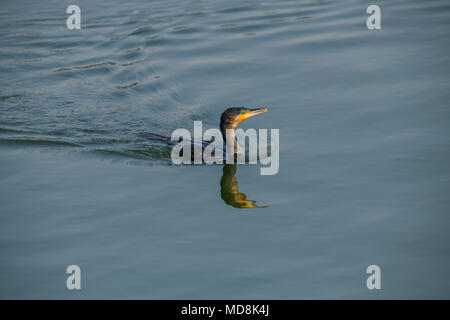 Ein Kormoran Nest mit Küken auf einem Baumstumpf im Periyar Nationalpark Lake in Thekkady, Kerala, Indien, Oriental darter Stockfoto