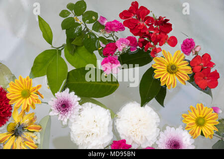 Bunte Blumen schweben im Wasser der Springbrunnen, Cordoba, Andalusien, Spanien, Europa Stockfoto