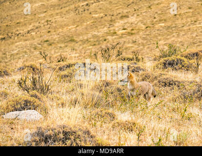 Südamerikanische Gray fox, oder Patagonischen Fuchs, Lycalopex griseus, Torres del Paine Nationalpark, Chile, Patagonien, Südamerika Stockfoto