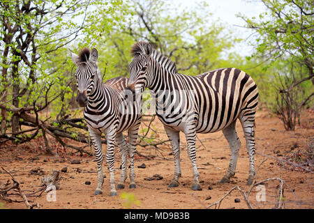 Burchell's Zebra (Equus quagga burchelli), alte Tier mit jungen Tier in Buschland, Krüger Nationalpark, Südafrika Stockfoto