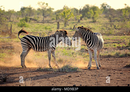 Burchell's Zebra (Equus quagga burchelli), Erwachsener, zwei Männer kämpften, soziales Verhalten, Krüger Nationalpark, Südafrika Stockfoto