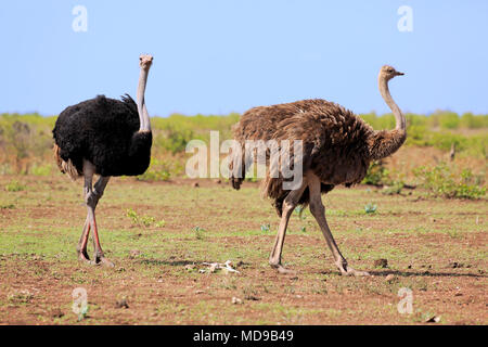 Südafrikanische Strauße (Struthio camelus australis), Erwachsener, Paar, laufen, Krüger Nationalpark, Südafrika Stockfoto