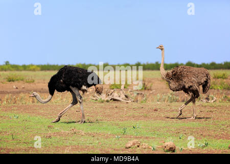 Südafrikanische Strauße (Struthio camelus australis), Erwachsener, Paar, laufen, Krüger Nationalpark, Südafrika Stockfoto