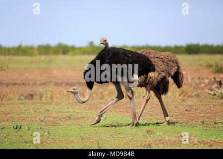Lustige Südafrikanischen Strauße (Struthio camelus australis), Erwachsener, Paar, laufen, Krüger Nationalpark, Südafrika Stockfoto