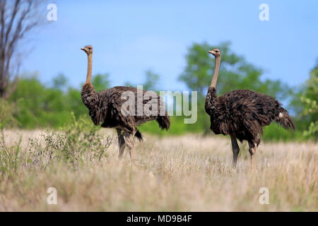 Zwei Südafrikanischen Strauße (Struthio camelus australis), Erwachsener, Frau, Krüger Nationalpark, Südafrika Stockfoto