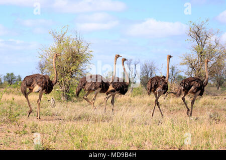 Südafrikanische Strauße (Struthio camelus australis), Erwachsener, Gruppe mit weiblichen, laufen, Krüger Nationalpark, Südafrika Stockfoto