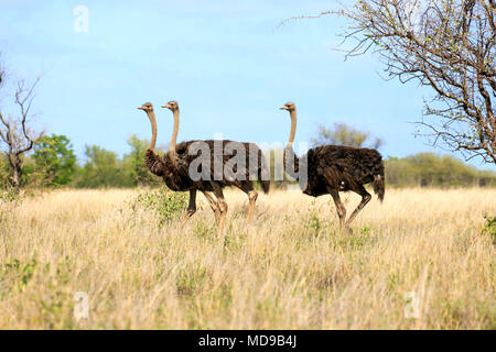 Südafrikanische Strauße (Struthio camelus australis), Erwachsener, Gruppe mit weiblichen, laufen, Krüger Nationalpark, Südafrika Stockfoto