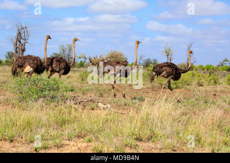 Südafrikanische Strauße (Struthio camelus australis), Erwachsener, Gruppe mit weiblichen, laufen, Krüger Nationalpark, Südafrika Stockfoto