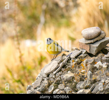 Patagonische sierra Fink, Phrygilus patagonicus, auf Felsen, Torres del Paine Nationalpark, Patagonien, Chile, Südamerika Stockfoto