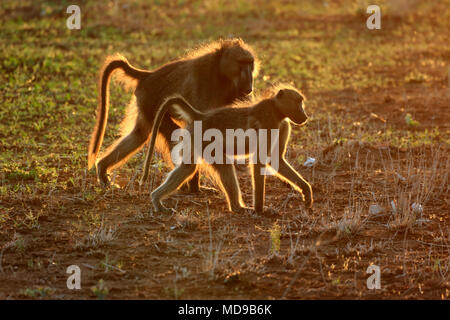 Chacma Paviane (Papio ursinus), Tier paar Hintergrundbeleuchtung bei Sonnenuntergang, Krüger Nationalpark, Südafrika Stockfoto