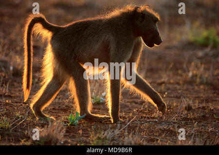 Chacma baboon (Papio ursinus), Erwachsener, Mann mit Hintergrundbeleuchtung bei Sonnenuntergang, Krüger Nationalpark, Südafrika Stockfoto