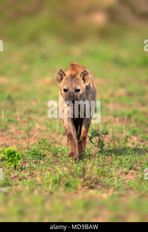 Tüpfelhyäne (Crocuta crocuta), Erwachsener, Stalking, frontal, Krüger Nationalpark, Südafrika Stockfoto