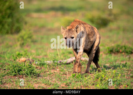 Tüpfelhyäne (Crocuta crocuta), Stalking, Alert, Krüger Nationalpark, Südafrika Stockfoto