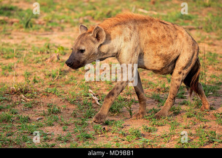 Tüpfelhyäne (Crocuta crocuta), Stalking, Alert, Krüger Nationalpark, Südafrika Stockfoto