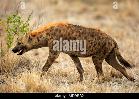Tüpfelhyäne (Crocuta crocuta), erwachsene Stalking durch trockenes Grasland, Alert, Krüger Nationalpark, Südafrika Stockfoto