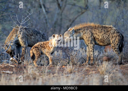 Tüpfelhyänen (Crocuta crocuta), alte Tiere mit jungen Tieren, tierischen Gruppe, soziales Verhalten, Kruger National Park Stockfoto