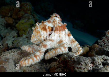 Gemeinsame Krake (Octopus vulgaris), Nachts, Indischer Ozean, Malediven Stockfoto