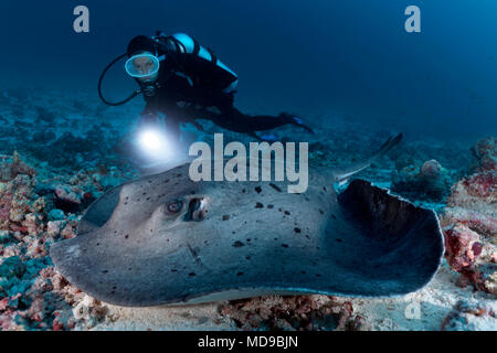 Taucher mit Lampe beobachten Blackspotted Stingray (Taeniura meyeni) Indischer Ozean, Malediven Stockfoto