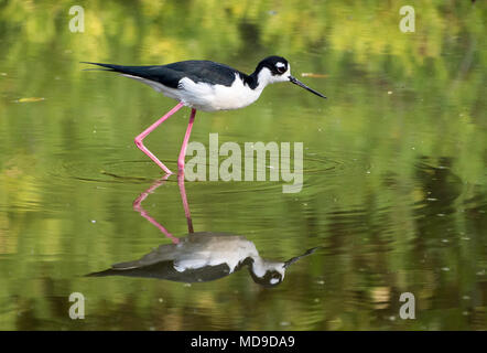 Ein Black-necked Stelzenläufer (Himantopus mexicanus) Nahrungssuche in einem Teich. Kolumbien, Südamerika. Stockfoto