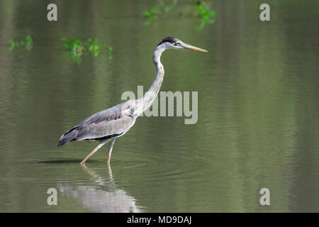 Eine Cocoi Graureiher (Ardea cocoi) Nahrungssuche in einem See. Kolumbien, Südamerika. Stockfoto