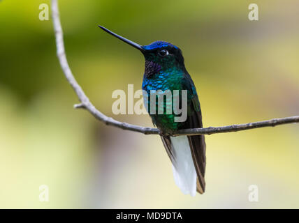 Eine bunte White-tailed Starfrontlet (Coeligena phalerata), mit seiner schönen Gefieder. Kolumbien, Südamerika. Stockfoto