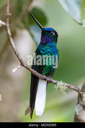 Eine bunte White-tailed Starfrontlet (Coeligena phalerata), mit seiner schönen Gefieder. Kolumbien, Südamerika. Stockfoto