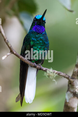 Eine bunte White-tailed Starfrontlet (Coeligena phalerata), mit seiner schönen Gefieder. Kolumbien, Südamerika. Stockfoto