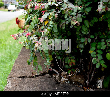 Grünen Garten entlang einer Betonwand mit einem schüchternen Huhn. Stockfoto