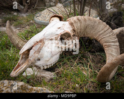 Schädel eines Schaf mit Hörnern auf dem Boden liegend, Cres Kroatien Stockfoto