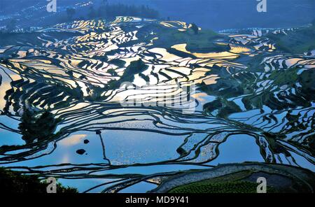 Yuanyang Reis Terrasse von Duo Yi Shu Dorf, Provinz Yunnan, China Stockfoto