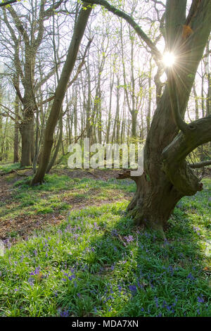 Norsey Holz, Billericay, Essex, Großbritannien. 18. April 2018. UK Wetter: bluebells begonnen haben bei Norsey Holz Kredit zu blühen: Ben Rektor/Alamy leben Nachrichten Stockfoto