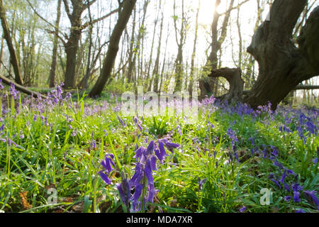 Norsey Holz, Billericay, Essex, Großbritannien. 18. April 2018. UK Wetter: bluebells begonnen haben bei Norsey Holz Kredit zu blühen: Ben Rektor/Alamy leben Nachrichten Stockfoto