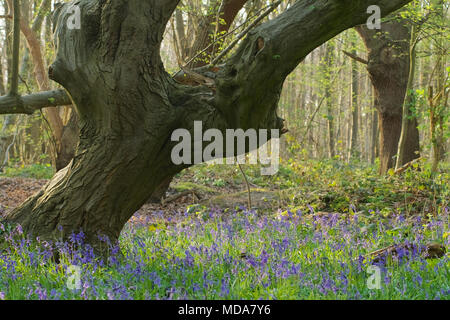 Norsey Holz, Billericay, Essex, Großbritannien. 18. April 2018. UK Wetter: bluebells begonnen haben bei Norsey Holz Kredit zu blühen: Ben Rektor/Alamy leben Nachrichten Stockfoto