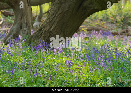 Norsey Holz, Billericay, Essex, Großbritannien. 18. April 2018. UK Wetter: bluebells begonnen haben bei Norsey Holz Kredit zu blühen: Ben Rektor/Alamy leben Nachrichten Stockfoto