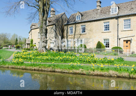 Lower Slaughter, Gloucestershire, UK, 19. April 2018. Narzissen in voller Blüte am Ufer des Flusses Auge im hübschen Dorf Cotswold Lower Slaughter wie die britischen warmen Sonnenstrahlen genießt. Credit: Nick Maslen/Alamy leben Nachrichten Stockfoto