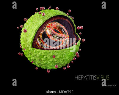 3D-Darstellung der Hepatitis virus. Struktur der hepatitis virus. Stockfoto