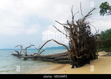 Gefallenen Baumstämme und Treibholz im Elephant Beach auf Havelock Island, Andaman Nicobar Inseln, Indien. Stockfoto